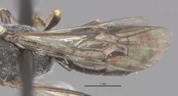 Media type: image;   Entomology 30478 Aspect: front wing